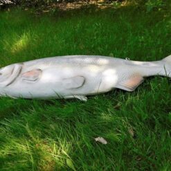 Kalapatsas, kyljellään