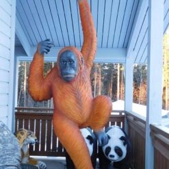 Orankipatsas, roikkuu rekillä