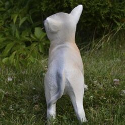 Chihuahua koirapatsas, kuvattu takaapäin