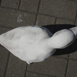 Hanhipatsas, betonipatsas