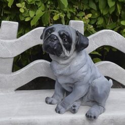 Mopsi koirapatsas, söpö koira