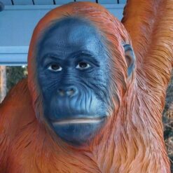 Orankipatsas, läheltä