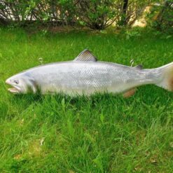 Kalapatsas, kaukana vedestä