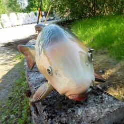 Kalapatsas, kuvattu edestä