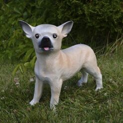 Chihuahua koirapatsas, pieni ja söpö