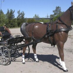 Hevospatsas, ruskea aidon kokoinen hevospatsas
