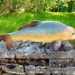 Kalapatsas, kuvattu sivusta, aidon näköinen