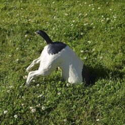 Koirapatsas, maata kaivava koira, häntä pystyssä