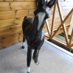 Hevospatsas, musta hevonen, kuvattu edestä