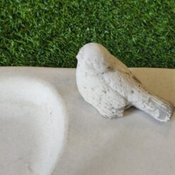 Lintuallas, betonia, lintu kuvattu läheltä