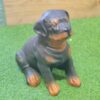 Rottweiler koirapatsas, pentu