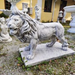 Leijonapatsas, aidon näköinen, tuotekuva